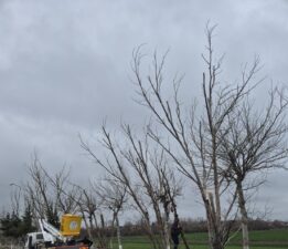 Saray Belediyesi’nden fırtına sonrası ağaç budama çalışması