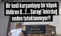 Saray’da Hayvanlara Şiddet İddiası: “Emsal Kararlar Var, Neden Tutuklama Yok?”