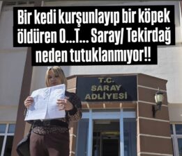 Saray’da Hayvanlara Şiddet İddiası: “Emsal Kararlar Var, Neden Tutuklama Yok?”
