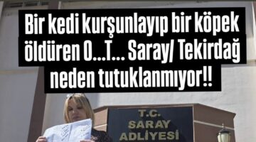 Saray’da Hayvanlara Şiddet İddiası: “Emsal Kararlar Var, Neden Tutuklama Yok?”