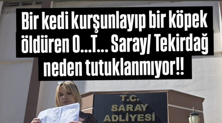 Saray’da Hayvanlara Şiddet İddiası: “Emsal Kararlar Var, Neden Tutuklama Yok?”